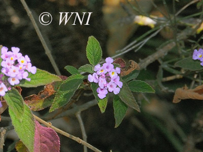 Lantana fucata